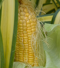 BIO Kukuřice cukrová Golden Bantam - Zea mays - bio semena kukuřice - 16 ks